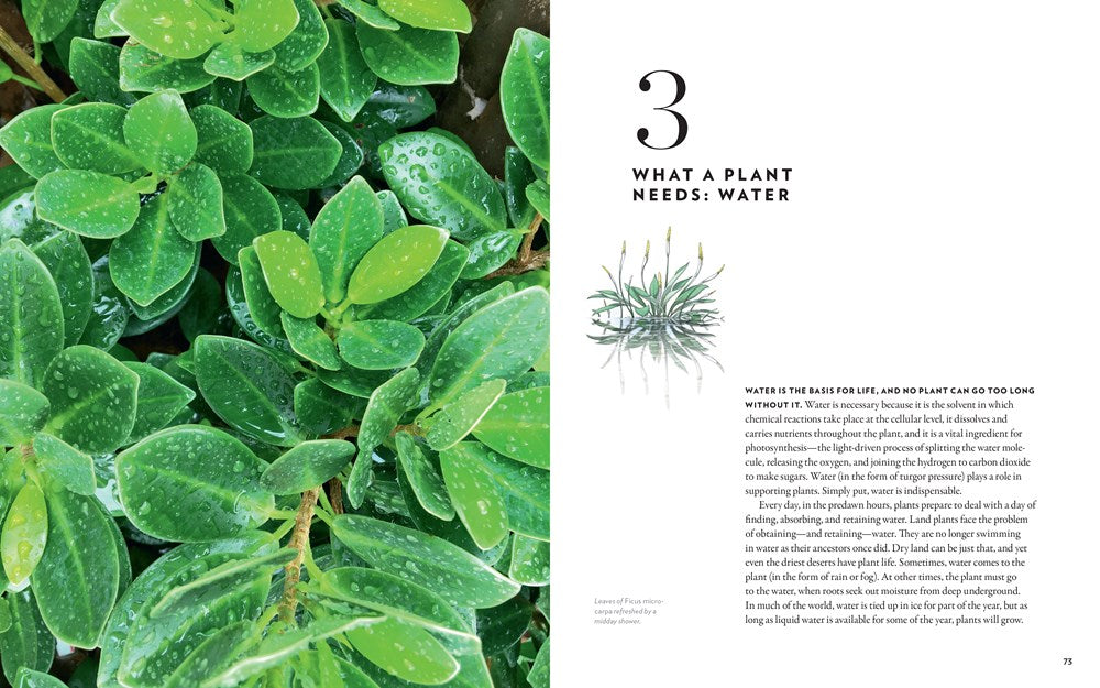 A Gardener's Guide to Botany