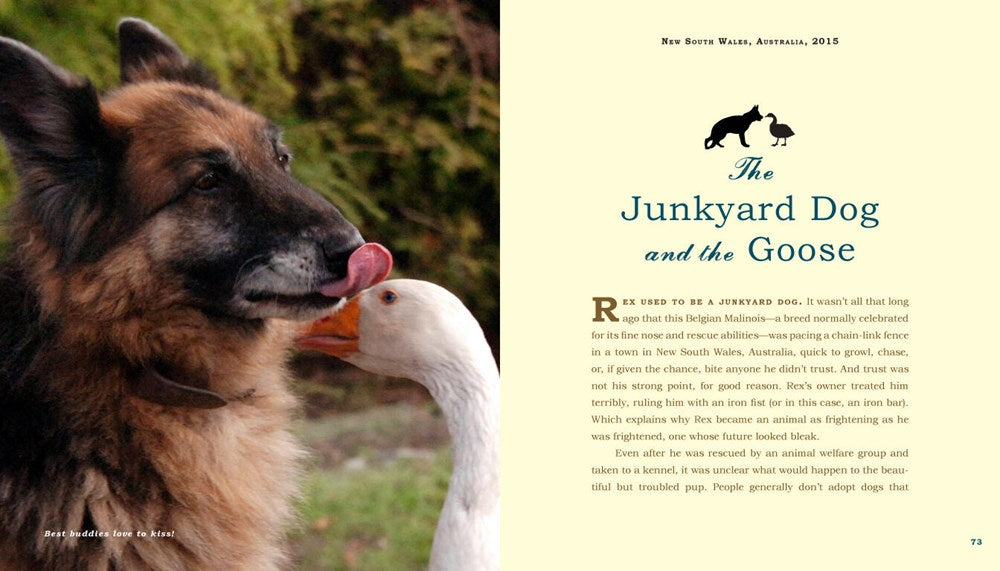 Unlikely Friendships: Dogs