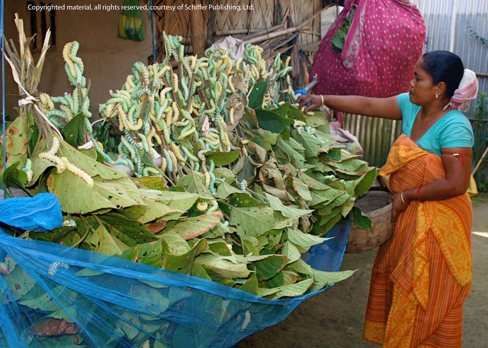 In Search of Wild Silk