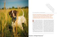 Training Bird Dogs with Ronnie Smith Kennels