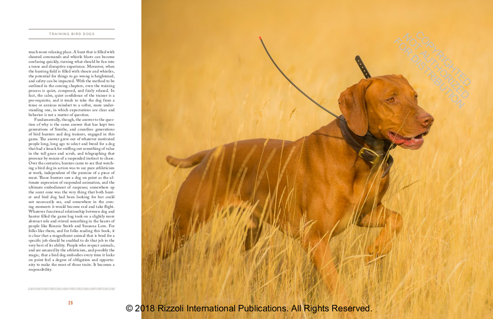 Training Bird Dogs with Ronnie Smith Kennels