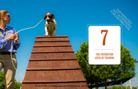 Training Bird Dogs with Ronnie Smith Kennels