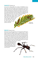 The Wildlife of Costa Rica