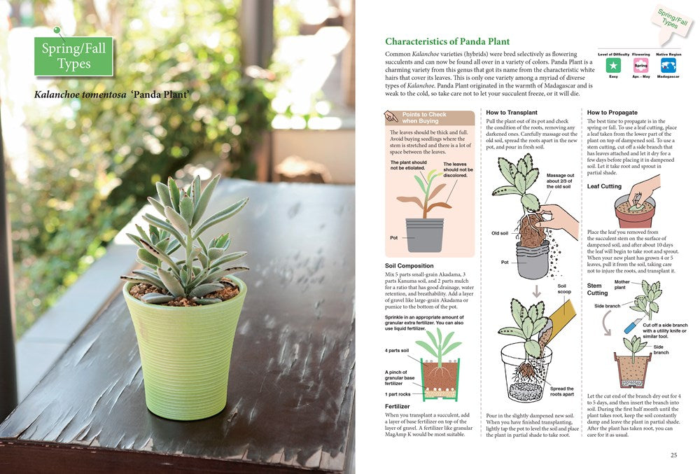 A Beginner's Guide to Succulent Gardening