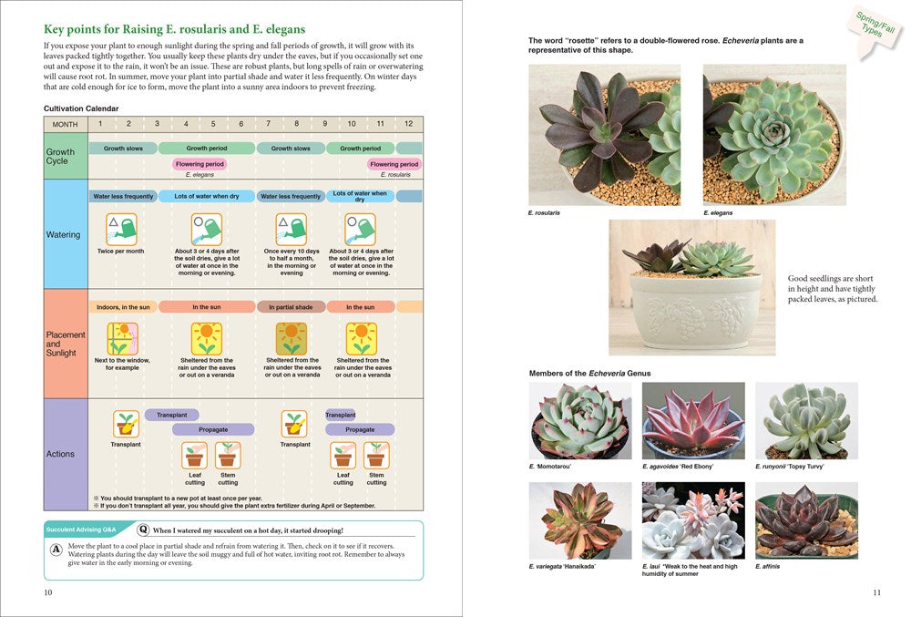 A Beginner's Guide to Succulent Gardening