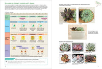 A Beginner's Guide to Succulent Gardening
