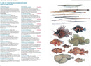A Field Guide to Tropical Reef Fishes of the Indo-Pacific