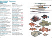 A Field Guide to Tropical Reef Fishes of the Indo-Pacific