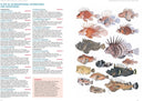 A Field Guide to Tropical Reef Fishes of the Indo-Pacific