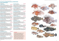 A Field Guide to Tropical Reef Fishes of the Indo-Pacific