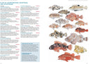A Field Guide to Tropical Reef Fishes of the Indo-Pacific