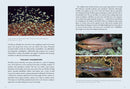 A Field Guide to Tropical Reef Fishes of the Indo-Pacific
