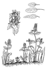 Plants Have So Much to Give Us, All We Have to Do Is Ask
