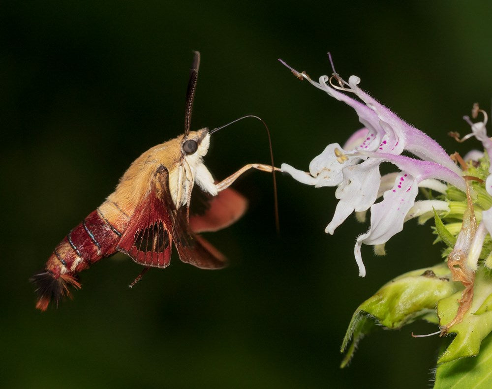 Gardening for Moths