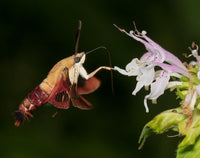 Gardening for Moths