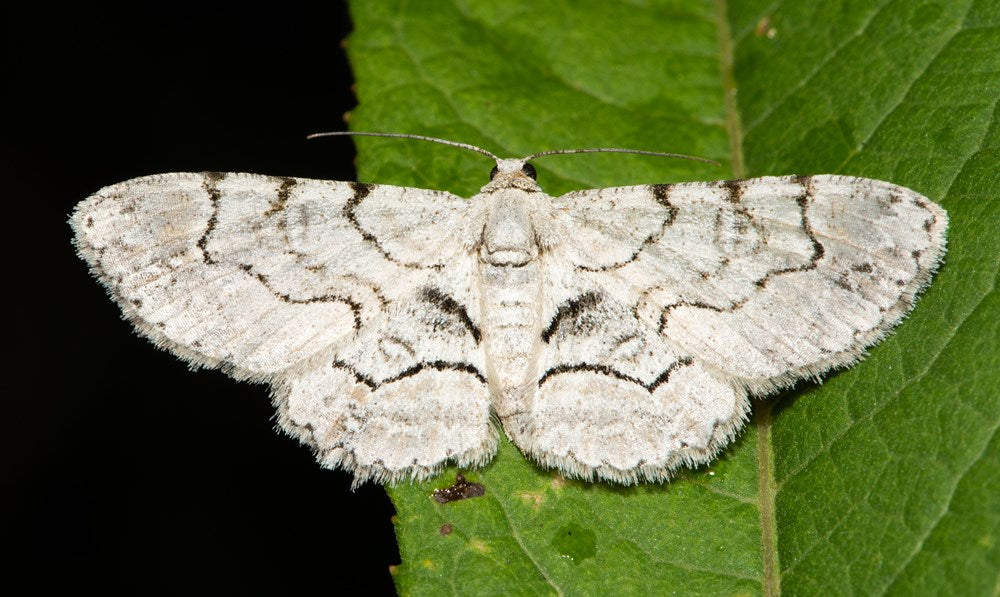 Gardening for Moths