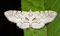 Gardening for Moths