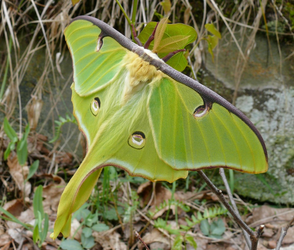 Gardening for Moths