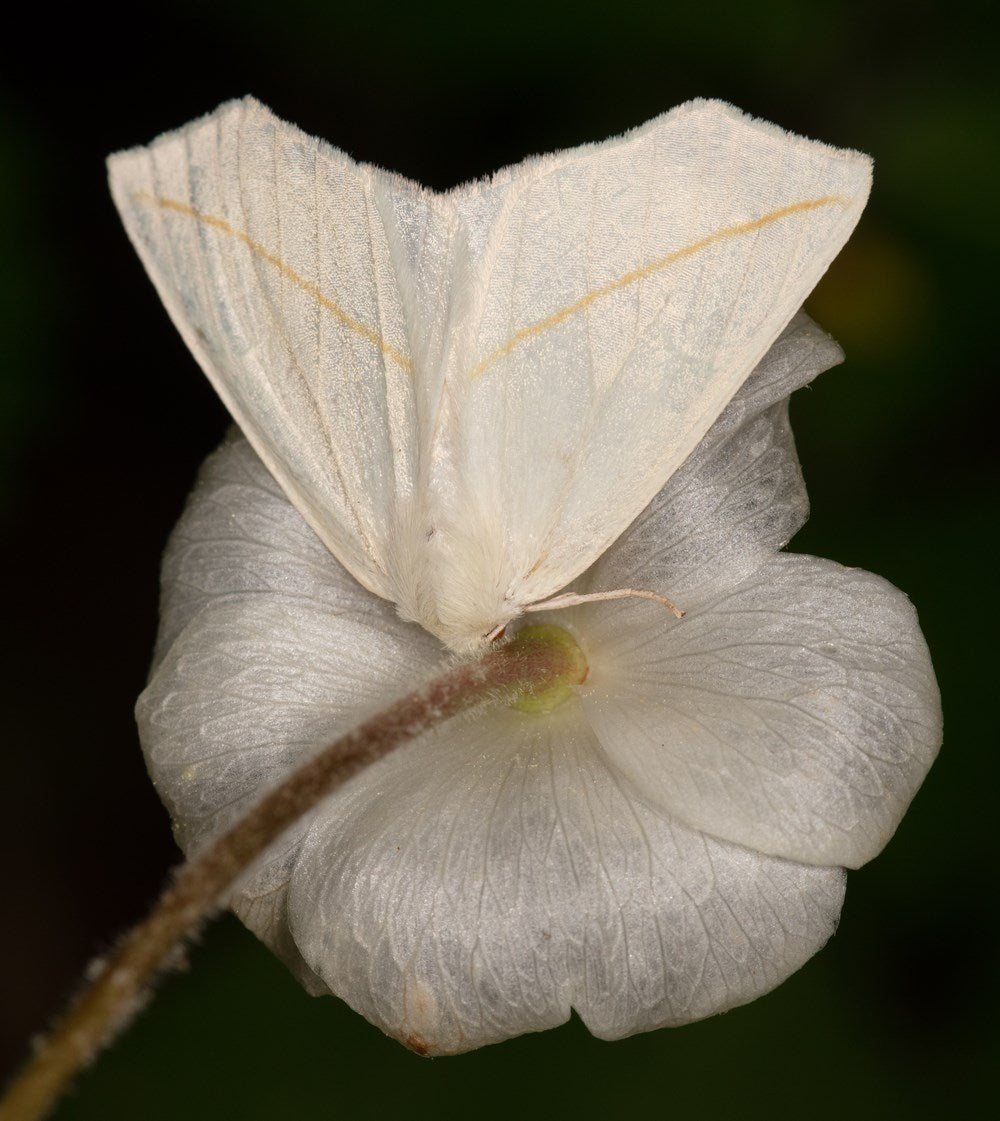Gardening for Moths