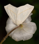 Gardening for Moths