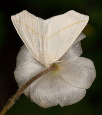 Gardening for Moths