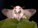 Gardening for Moths