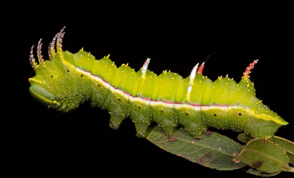Gardening for Moths