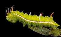 Gardening for Moths