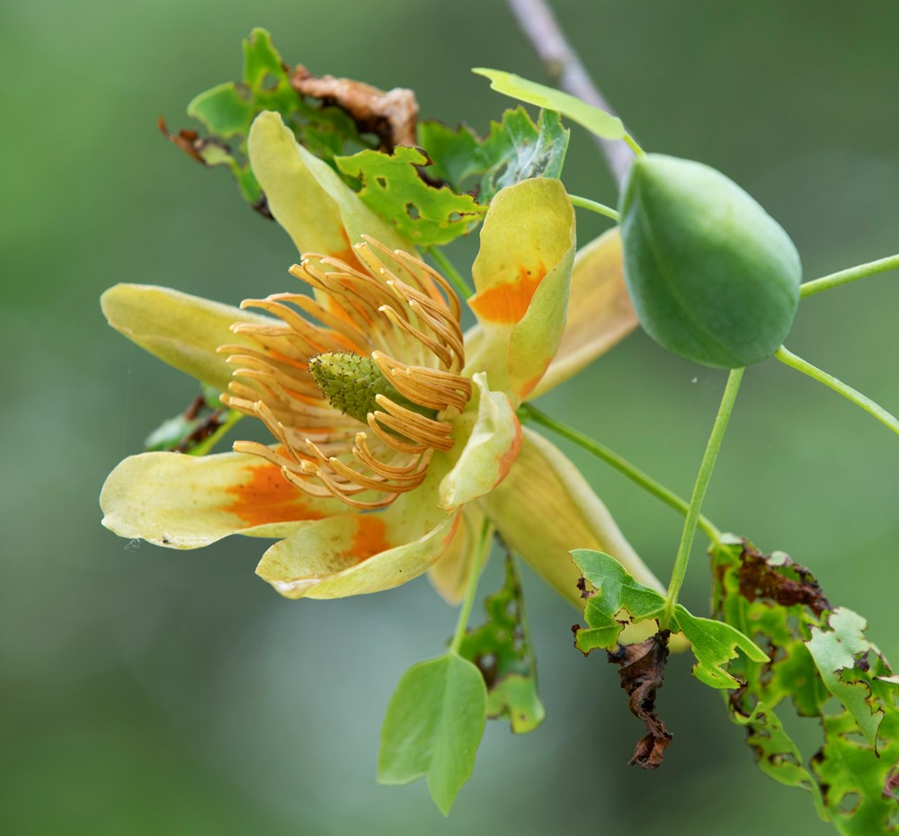 Gardening for Moths