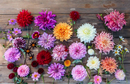 A Year at Clove Brook Farm