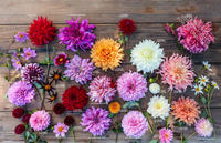 A Year at Clove Brook Farm