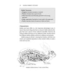 Raising Rabbits for Meat