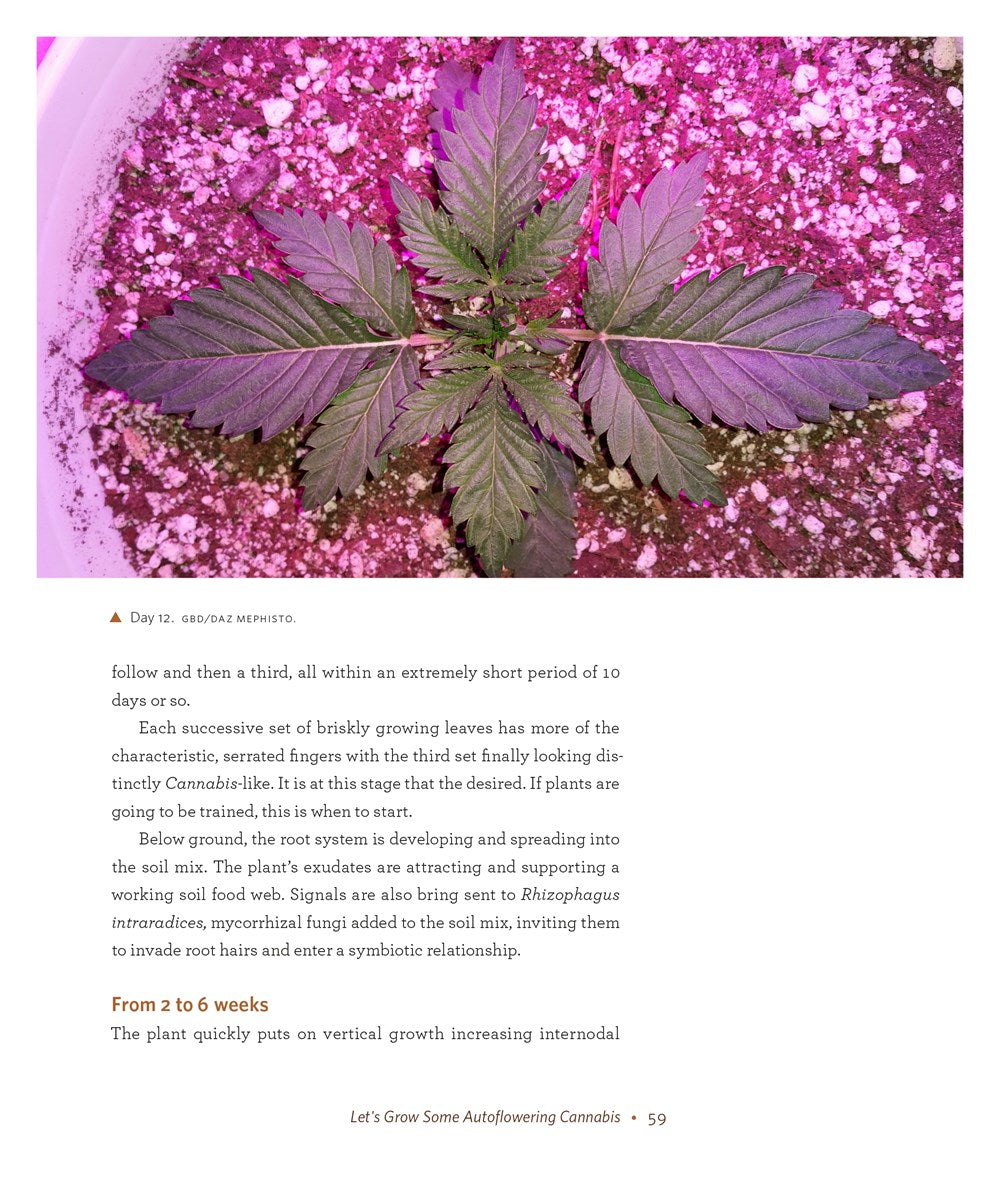 DIY Autoflowering Cannabis