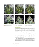 DIY Autoflowering Cannabis