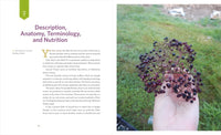 The Elderberry Book