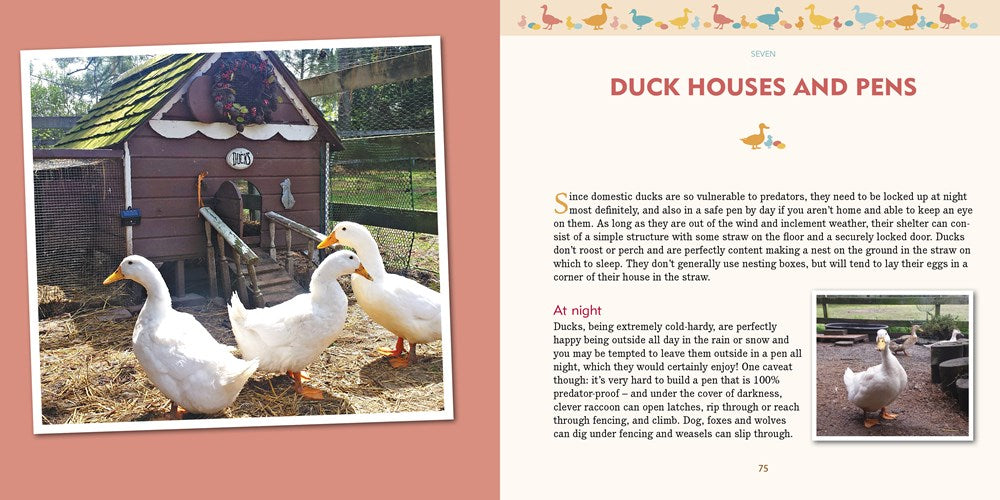 Duck Eggs Daily