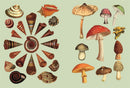 The Antiquarian Sticker Book: Over 1,000 Exquisite Victorian Stickers