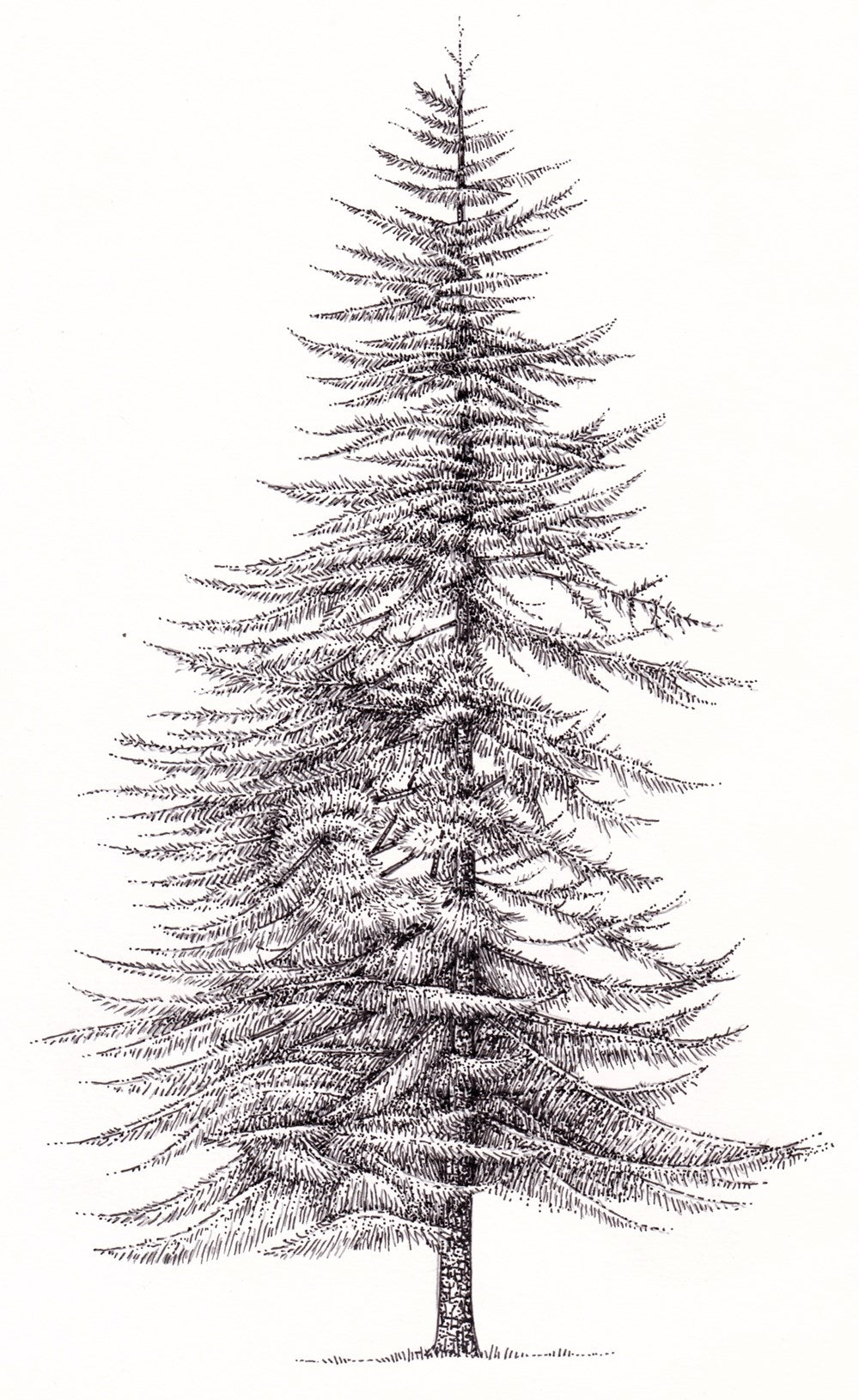 The Treeline