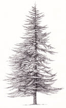 The Treeline