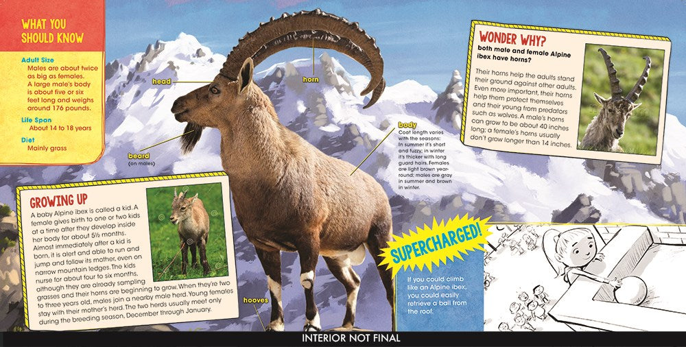 What If You Could Spy like a Narwhal!?: Explore the Superpowers of Amazing Animals