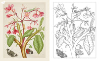 Maria Merian's Butterflies Coloring Book