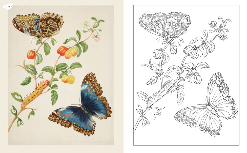 Maria Merian's Butterflies Coloring Book