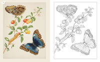 Maria Merian's Butterflies Coloring Book