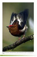 Field Guide to the Birds of Ecuador
