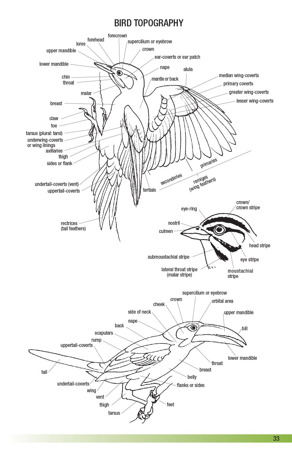 Field Guide to the Birds of Ecuador