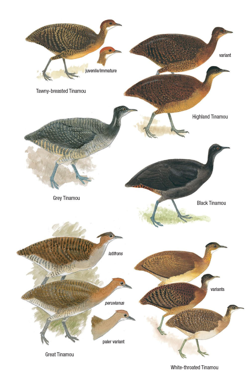 Field Guide to the Birds of Ecuador