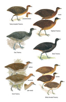 Field Guide to the Birds of Ecuador