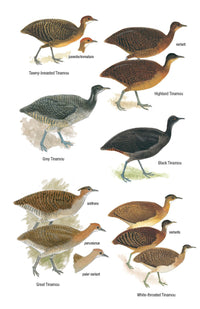 Field Guide to the Birds of Ecuador