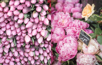 Paris in Bloom