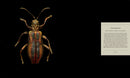 Microsculpture